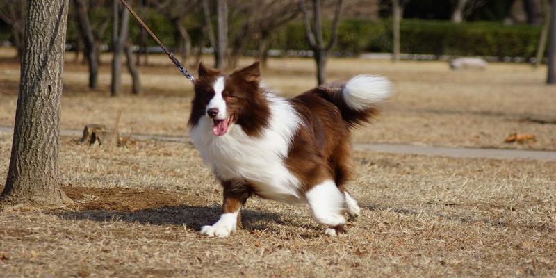 白尾巴尖狗风水化解(很多狗尾巴上会有白色毛色分布)