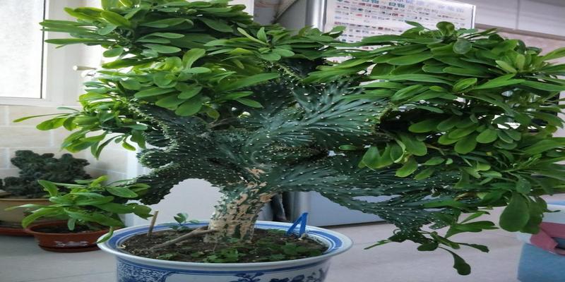 巴西木在风水上的寓意是什么(5种“丑花”)