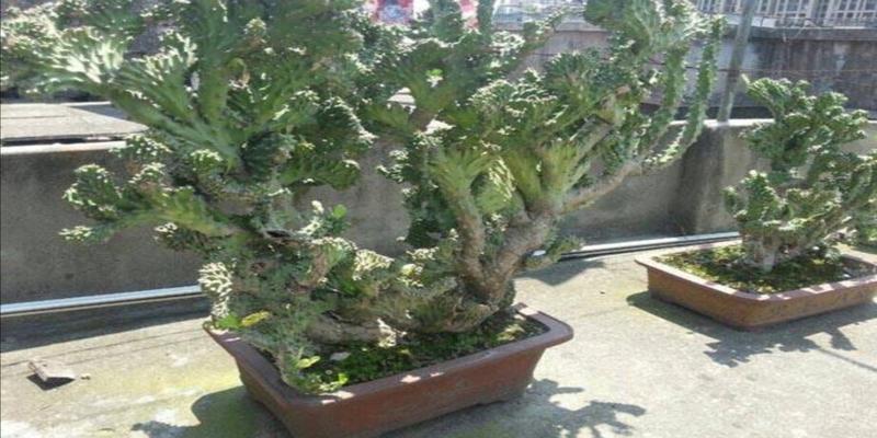 巴西木在风水上的寓意是什么(5种“丑花”)