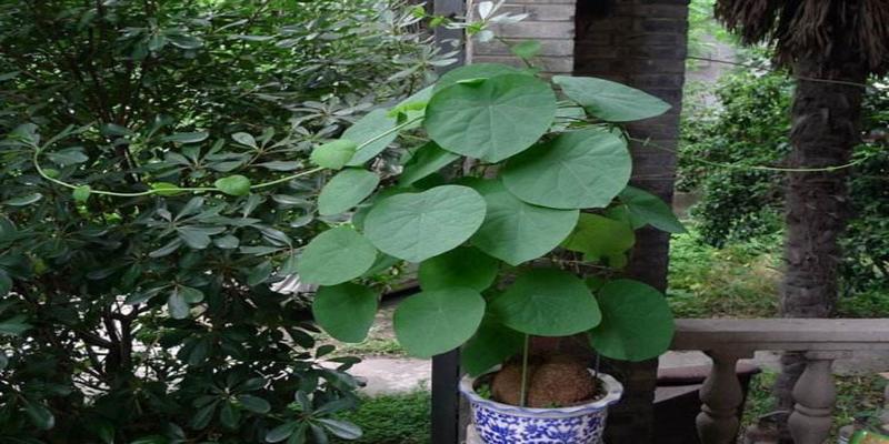 巴西木在风水上的寓意是什么(5种“丑花”)