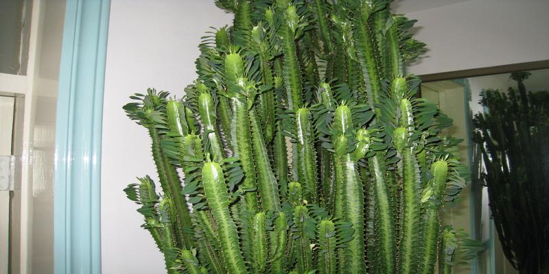 巴西木在风水上的寓意是什么(5种“丑花”)