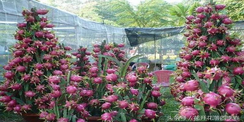 菠萝蜜树在风水的作用(假如让你在这几棵果树中)