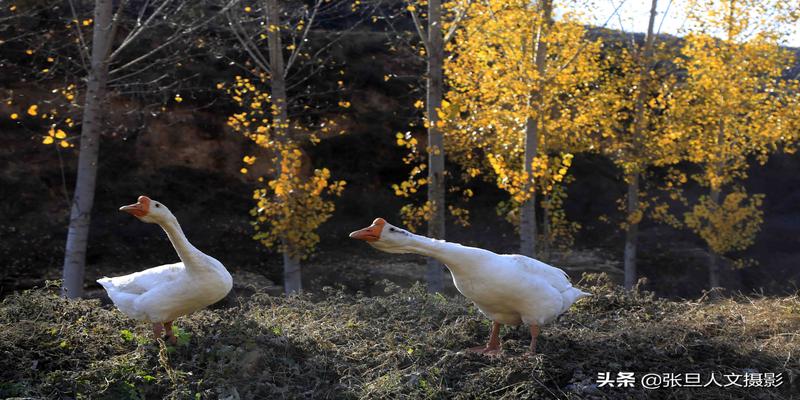 鹅在风水中象征什么(74岁老人一只狗两只鹅)