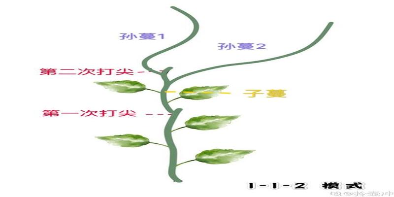 风水葫芦多大合适(一种吉祥植物)