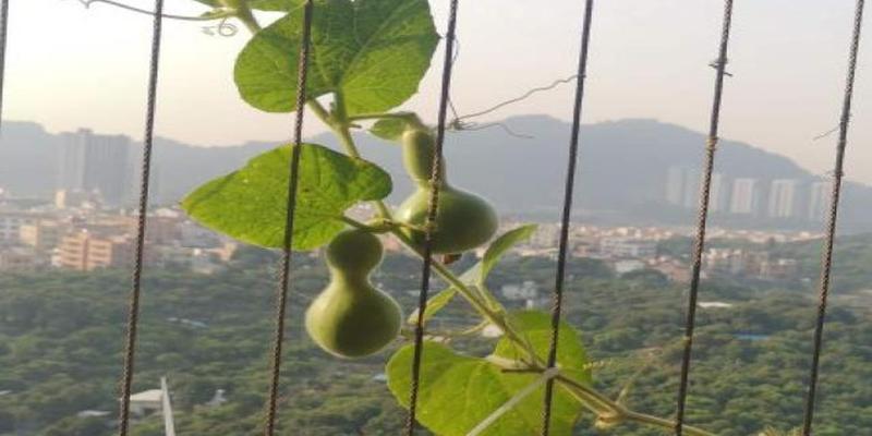 风水葫芦多大合适(一种吉祥植物)