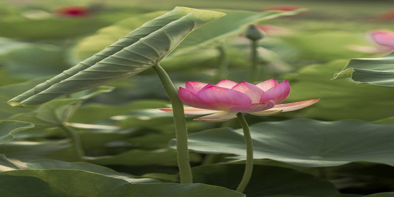 春秋分太阳日出方位(陶寺古观象台看日出)