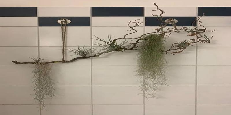 适合浴室的植物(浴室养什么植物)