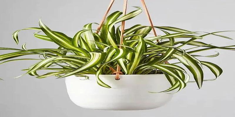 适合浴室的植物(浴室养什么植物)