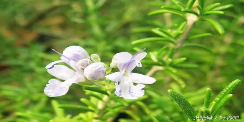 阳台上开着什么花(阳台常年开花的盆栽)