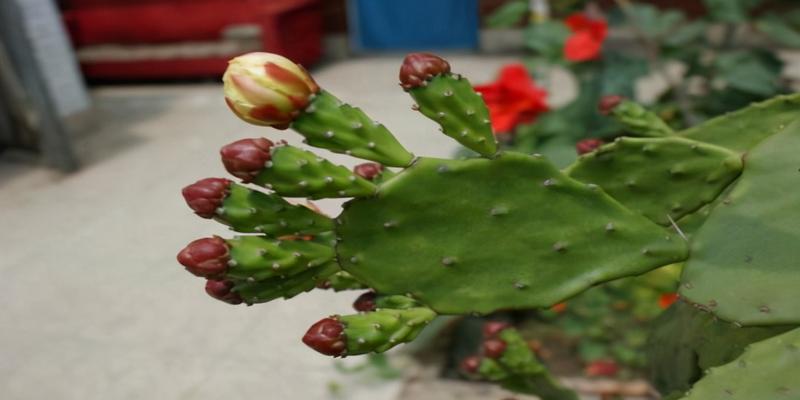 家居适合养的花草(家里经常养的花)