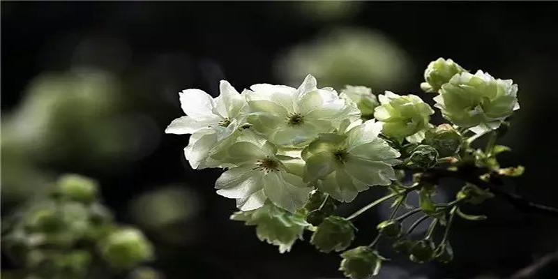 农村院子风水(庭院植物风水知识)