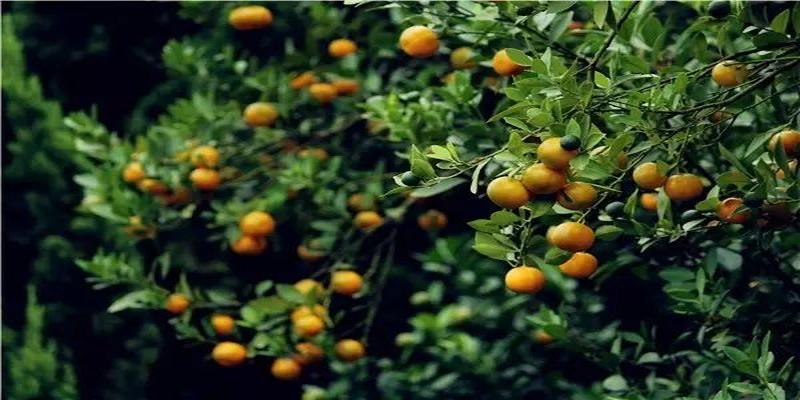 农村院子风水(庭院植物风水知识)