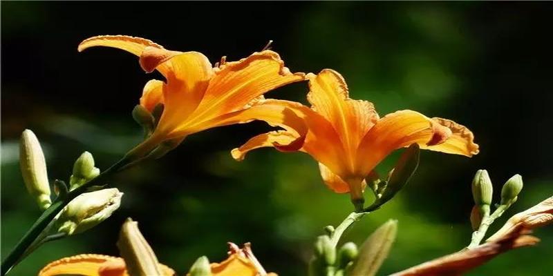 农村院子风水(庭院植物风水知识)