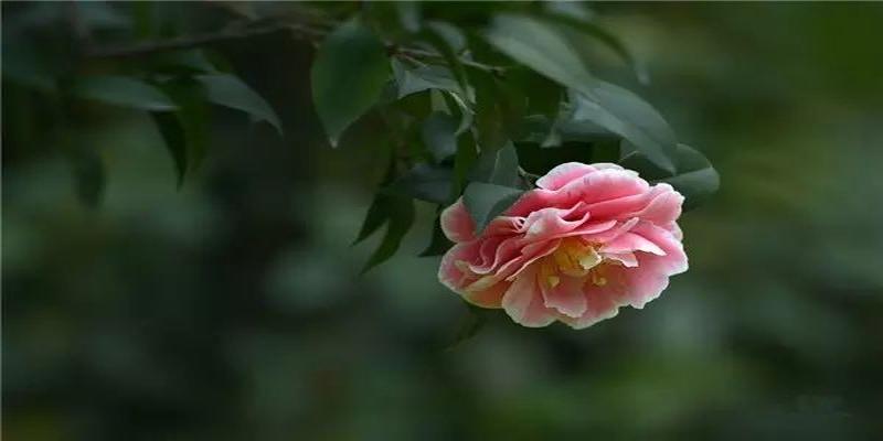农村院子风水(庭院植物风水知识)