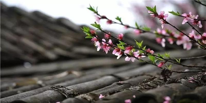 农村院子风水(庭院植物风水知识)
