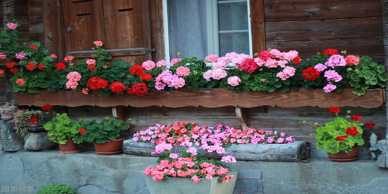 牡丹和芍药的花期(芍药花的种植)