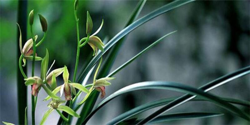 兰花的风水作用禁忌(兰花在家里养好吗)