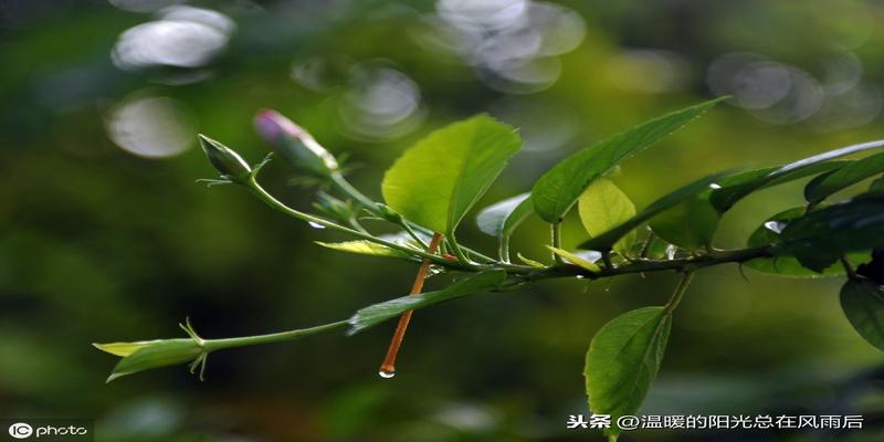 农历日干支(生辰八字按农历还是节气)