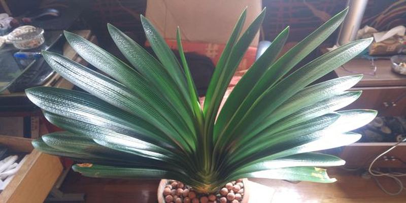 君子兰突然开花预兆风水(君子兰开花是个好兆头)