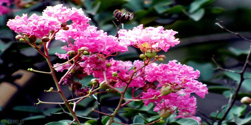牡丹和芍药什么时候种植(芍药花的种植)