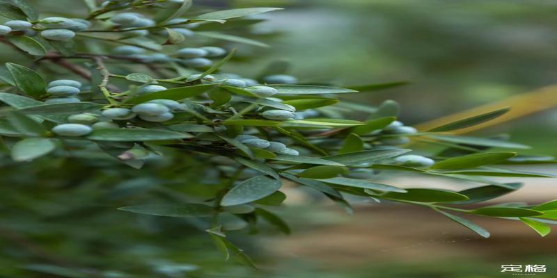 四水归堂风水解释(深圳竟然从江西搬来一座)