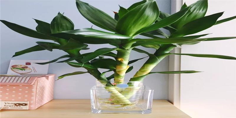 蝴蝶兰叶片多好吗(蝴蝶兰的叶子像什么)