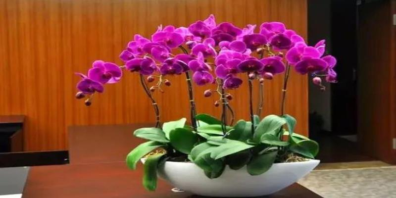蝴蝶兰叶片多好吗(蝴蝶兰的叶子像什么)