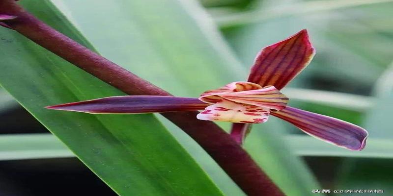 兰花墨兰的寓意和风水(过年养什么花好呢)