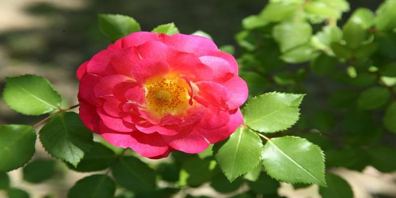 双子座今日运势财运方位(双子座运势10)