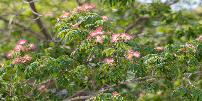 合欢树的风水禁忌(合欢树为什么叫“鬼树”)