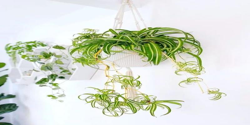 浴室里放什么植物比较好(适合放在浴室的绿植)