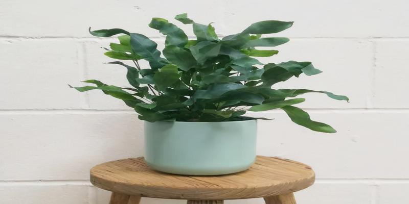 浴室里放什么植物比较好(适合放在浴室的绿植)