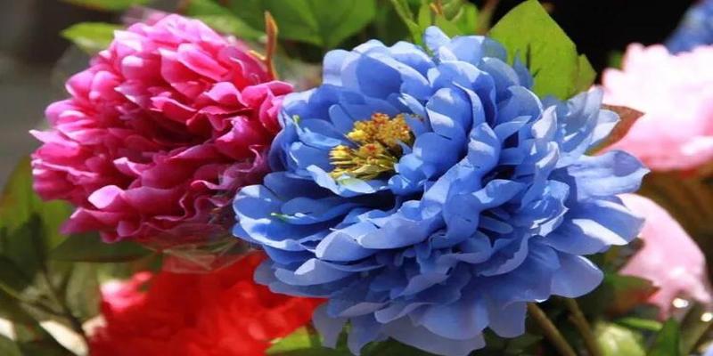 月季与牡丹(牡丹月季什么时候开花)