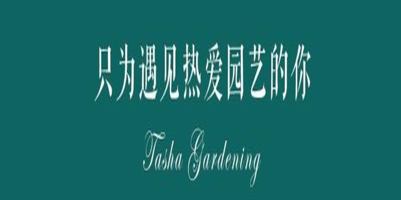 天鹅绒竹芋的寓意风水(室内可以养什么植物)