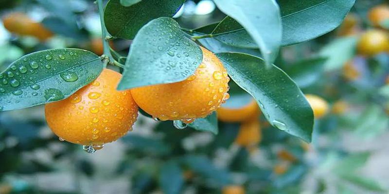 摆放客厅的植物有哪些(客厅摆放的植物)