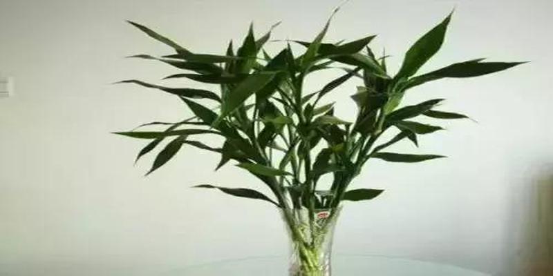 十二生肖植物摆放风水(十二生肖养什么植物最旺财运)