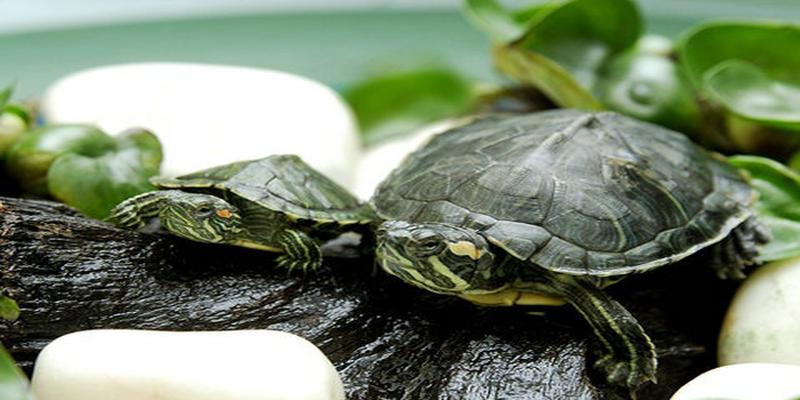 什么龟适合放在鱼缸里养(养龟摆放位置)