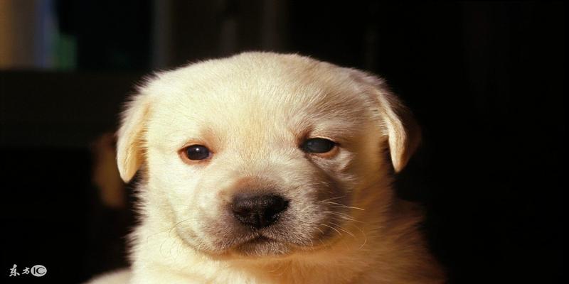 八字起运晚的孩子懂事晚(2017年属狗的命运预算分析)