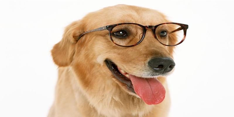 不适合养狗的八字(什么样的八字适合养狗)