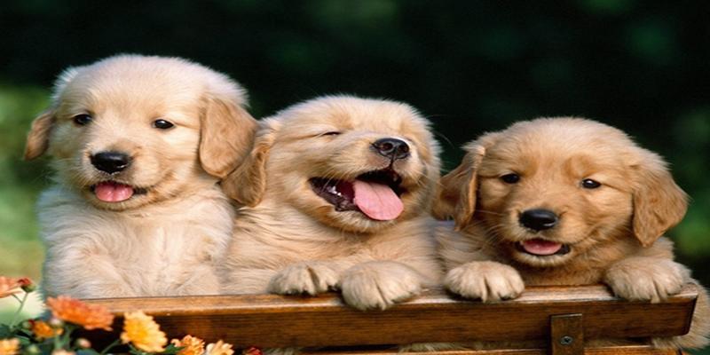 不适合养狗的八字(什么样的八字适合养狗)