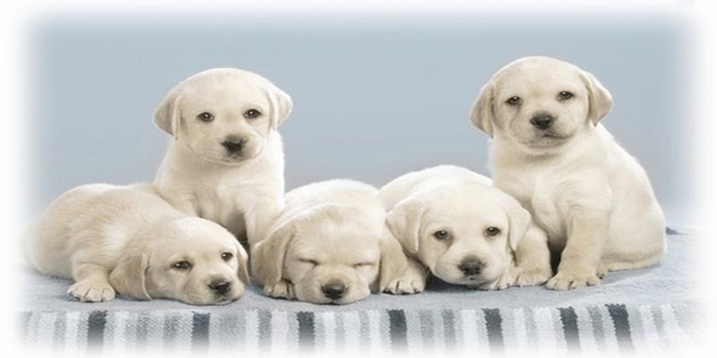 不适合养狗的八字(什么样的八字适合养狗)