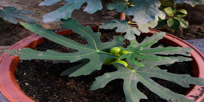 无花果树种植方法(无花果种植方法盆栽)
