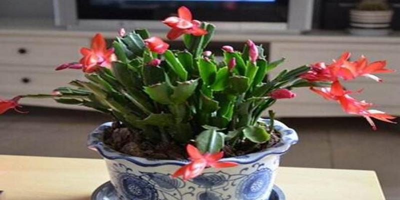 养蟹爪兰有风水说法吗(蟹爪兰对人有什么好处)
