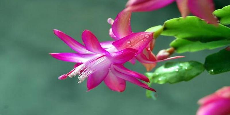 养蟹爪兰有风水说法吗(蟹爪兰对人有什么好处)