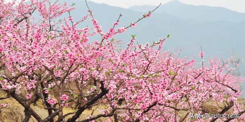 周易测桃花运(“桃花运”说法的来源是什么)