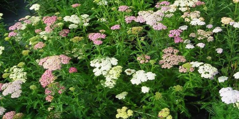 占卜用的蓍草很贵(远古先民们卜卦)