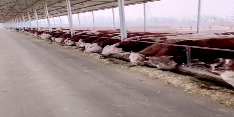 农村牛圈方位风水(养牛场建设一般都是采用废弃地或者撂荒地)