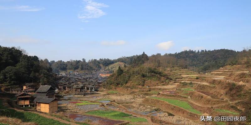 养白狗对家里风水怎样(童年与狗的往事6)