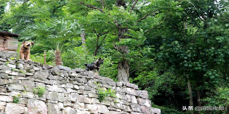 养白狗对家里风水怎样(童年与狗的往事6)