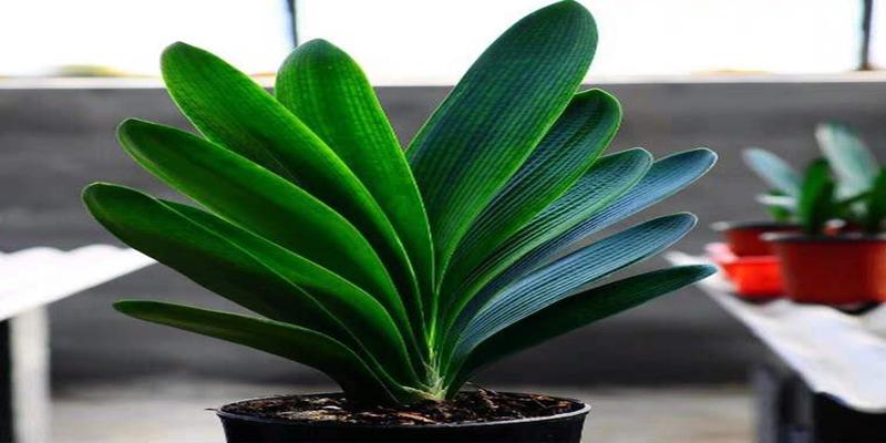 君子兰摆放方向南北(室内君子兰摆放位置)